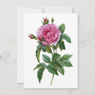 Vintage-Rose in Rosa  Karte