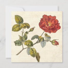Vintage Rose Party Botanischer Geburtstagsgarten Einladung