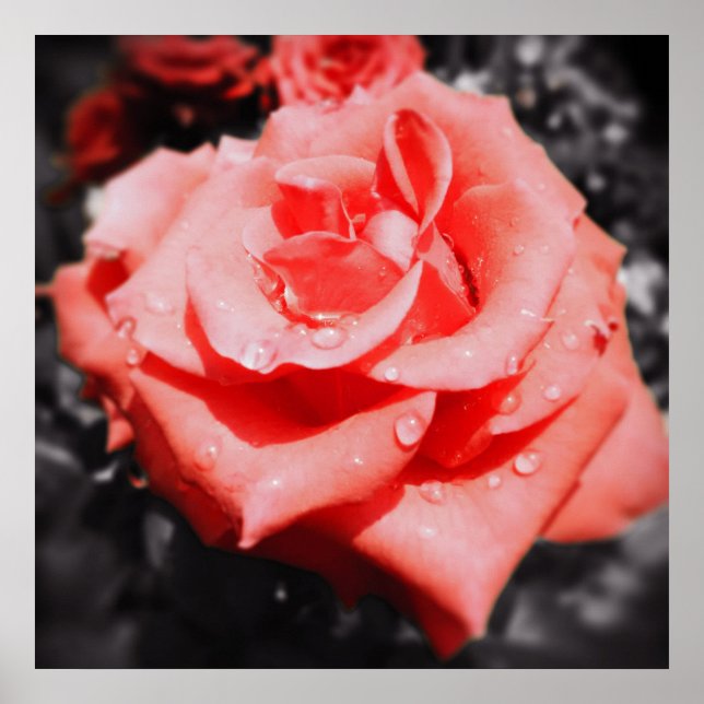 Vintage Rose Poster (Vorne)