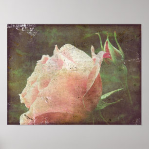 Vintage Rose Poster