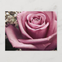 Vintage Rose Postkarte