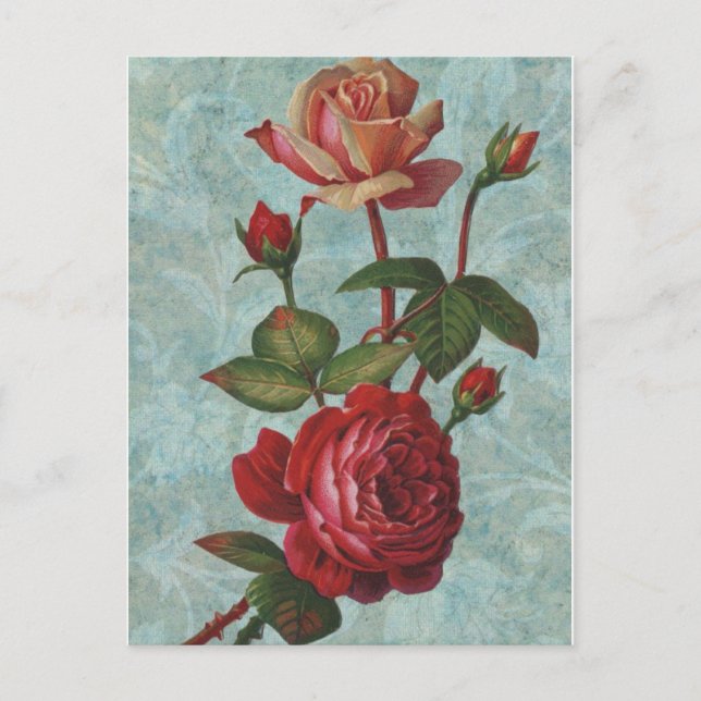 Vintage Rose Postkarte (Vorderseite)
