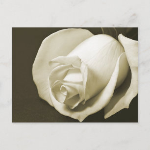 Vintage Rose Postkarte