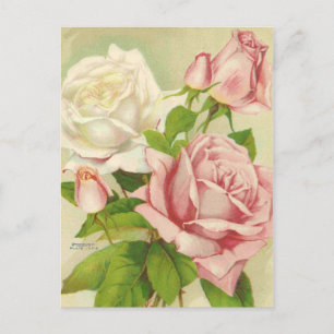 Vintage Rose Postkarten