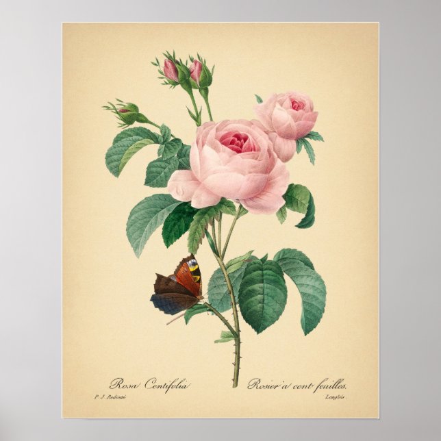 Vintage Rose Schmetterling Rosa Blume von Redoute  Poster (Vorne)