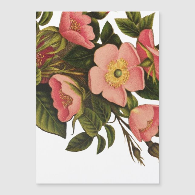 Vintage Rose Schöne rosa botanische Magnetkarte (Vorderseite)