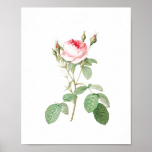 Vintage Rose "White and Pink Garden" Poster