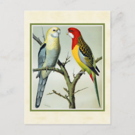 Vintage Rosella Parakeets Illustration Postkarte