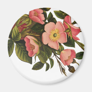 Vintage Rosen schöne pink Botanik Magnet