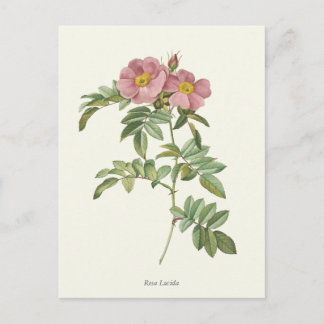 Vintage Rosenstöcke Botanische Schrift Postkarte