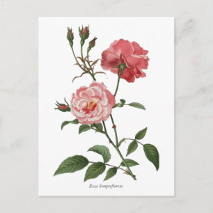 Vintage Rosenstöcke Botanische Schrift Postkarte