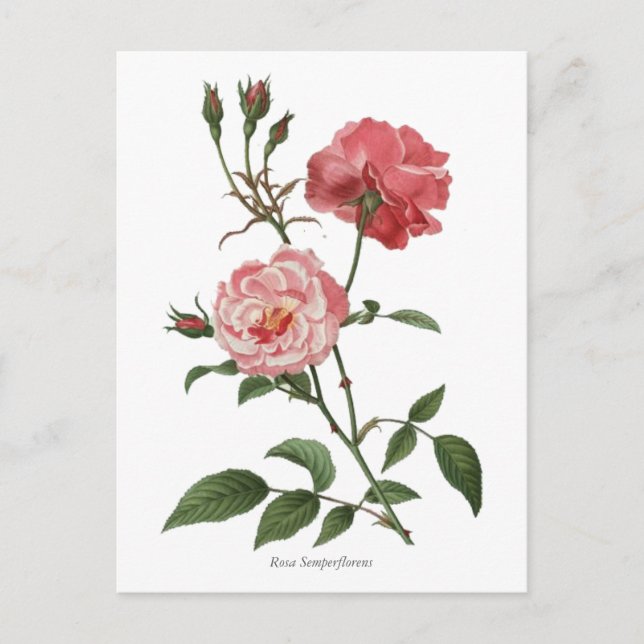 Vintage Rosenstöcke Botanische Schrift Postkarte (Vorderseite)