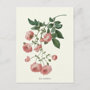 Vintage Rosenstöcke Botanische Schrift Postkarte