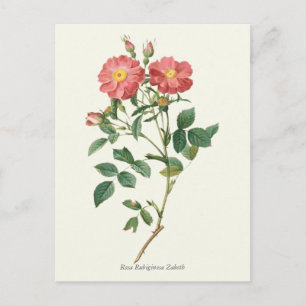 Vintage Rosenstöcke Botanische Schrift Postkarte