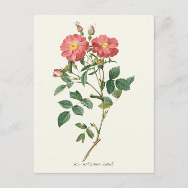 Vintage Rosenstöcke Botanische Schrift Postkarte (Vorderseite)