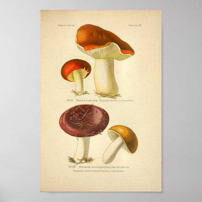Vintage Rot-Gelb-Pilze Kunst, Französisch Poster (Vorne)