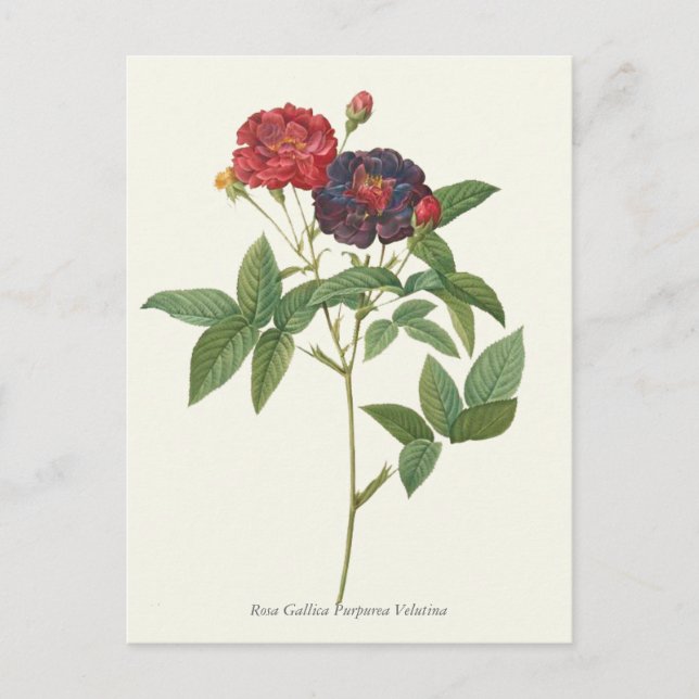 Vintage Rot- und Lila Rose Botanische Schrift Postkarte (Vorderseite)
