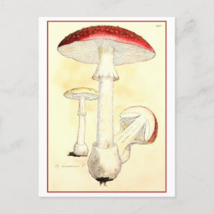 Vintage Rot-Vorstufe / Pilzbildnis Postkarte