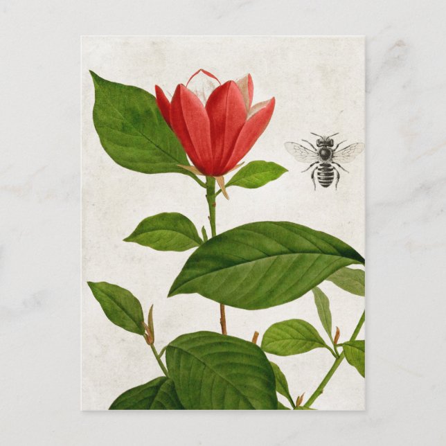 Vintage Rote Blume und Biene Postkarte (Vorderseite)