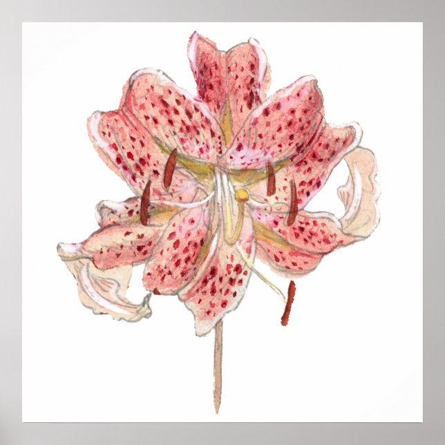 Vintage rote Blume zeichnend von Samuel Colman Poster (Vorne)