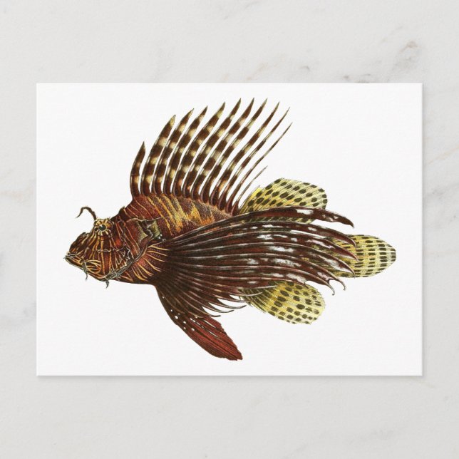 Vintage rote Laienfische Postkarte (Vorderseite)