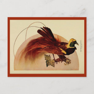 Vintage rote Paradiesvogelfarblithografie Postkarte