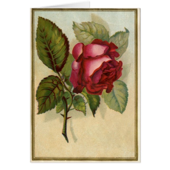 Vintage Rote Rose (Vorne)