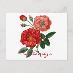 Vintage Rote Rose Illustration Thunder_Cove Postkarte