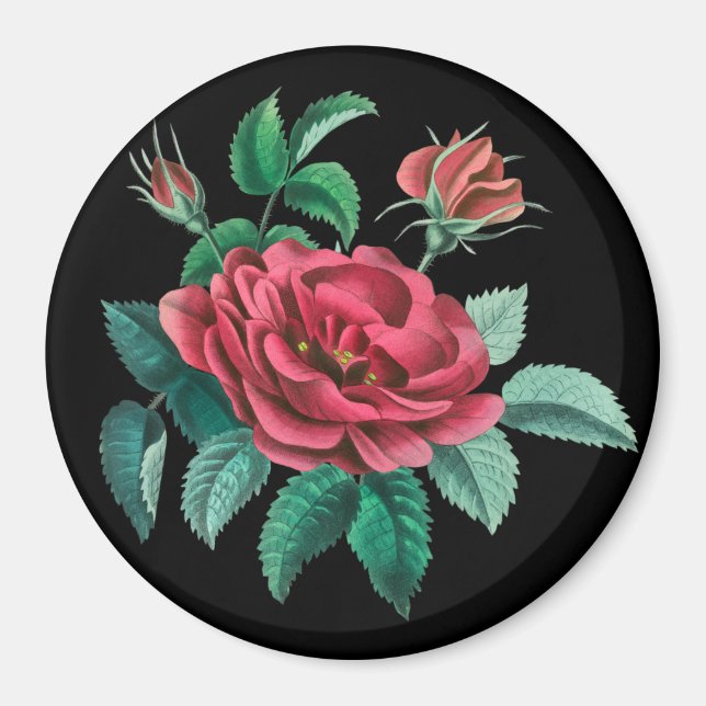 Vintage Rote Rose Magnet (Vorne)