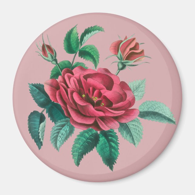 Vintage Rote Rose Magnet (Vorne)