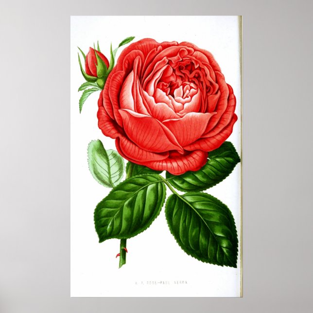 Vintage Rote Rose Poster (Vorne)