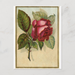 Vintage Rote Rose Postkarte