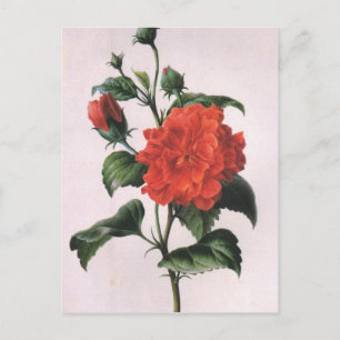 Vintage Rote Rose Postkarten