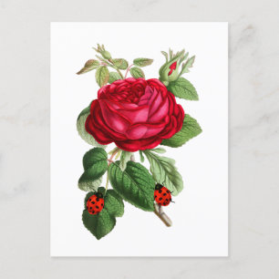 Vintage Rote Rose und Ladybugs Postkarte