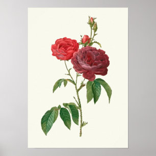 Vintage Rote Rosen Botanische Schrift Poster