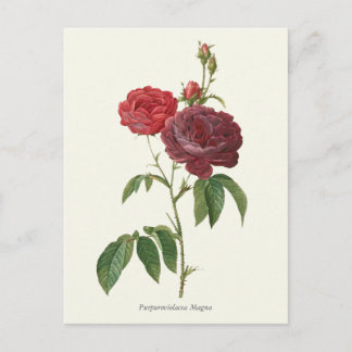 Vintage Rote Rosen Botanische Schrift Postkarte