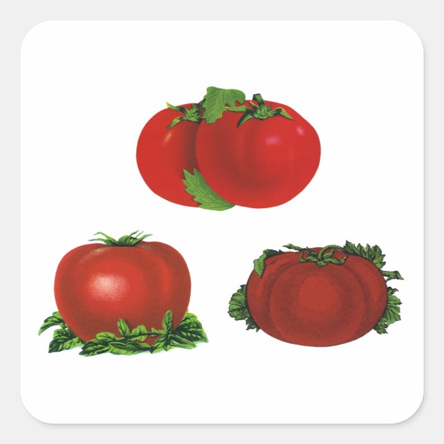 Vintage rote Tomaten Nahrungsmittel, Obst, Gemüse Quadratischer Aufkleber (Vorderseite)