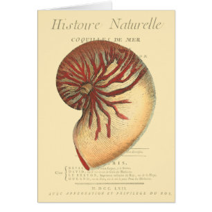 Vintage rote Tritonshorn-Muschel