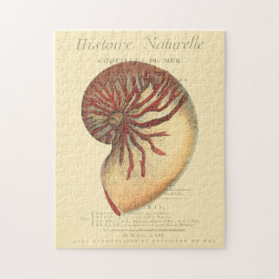 Vintage rote Tritonshorn-Muschel