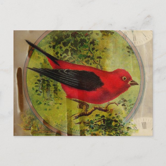 Vintage Roter Vogel Postkarte (Vorderseite)