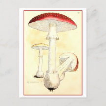Vintage-Rotfliegenpilz-Illustration