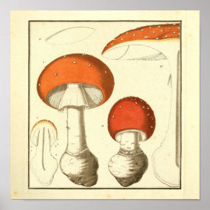 Vintage Rotkappenpilze Kunstprint Poster