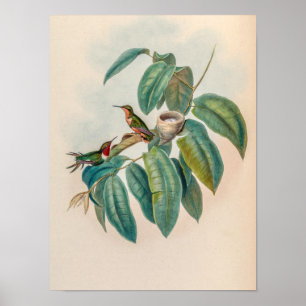 Vintage Rotschaft-Waldsternschnäpper-Kolibris  Poster