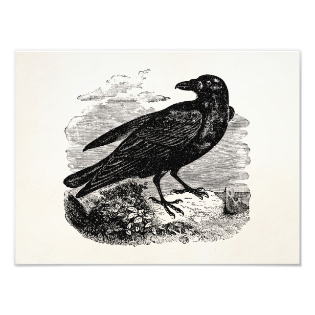 Vintage Roven Black Bird Crow Personalisierte Vöge Fotodruck (Vorne)