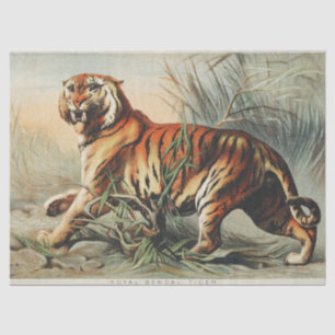 Vintage Royal Bengal Tiger Naturalist Kunst Druck Seidenpapier