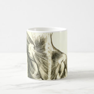 Vintage Rückenmuskel der Anatomie-  (circa 1852) Kaffeetasse
