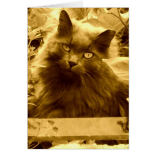 Vintage Russische Blaue Katze