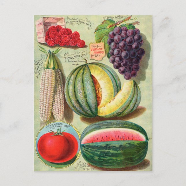 Vintage Saatgutanzeige Postkarte (Vorderseite)
