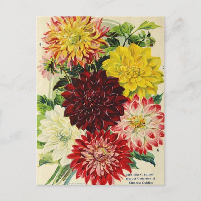 Vintage Saatgutanzeige Postkarte (Vorderseite)