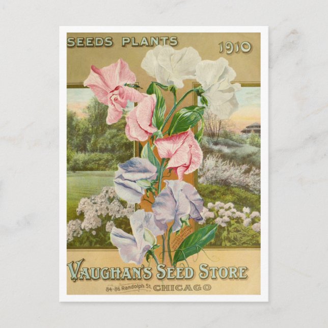 Vintage Saatgutanzeige Postkarte (Vorderseite)
